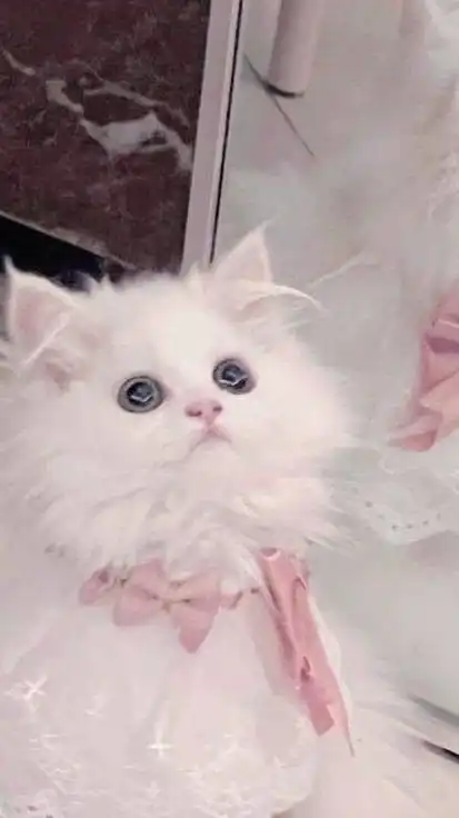 エモ画ほしい人集合！！！