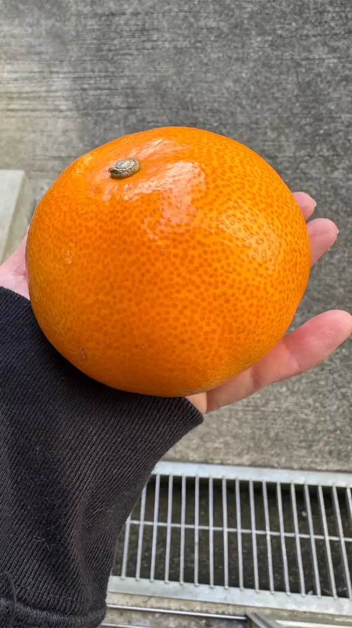 カラフルドロップス農園販売案内