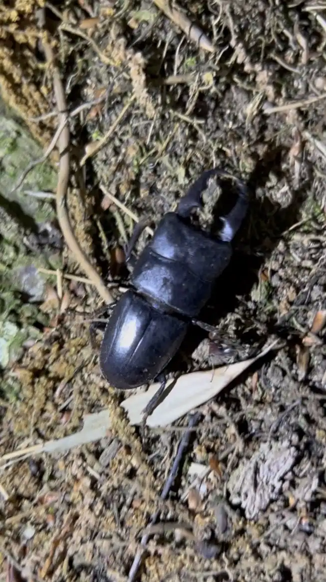 昆虫ハンター協会🐜