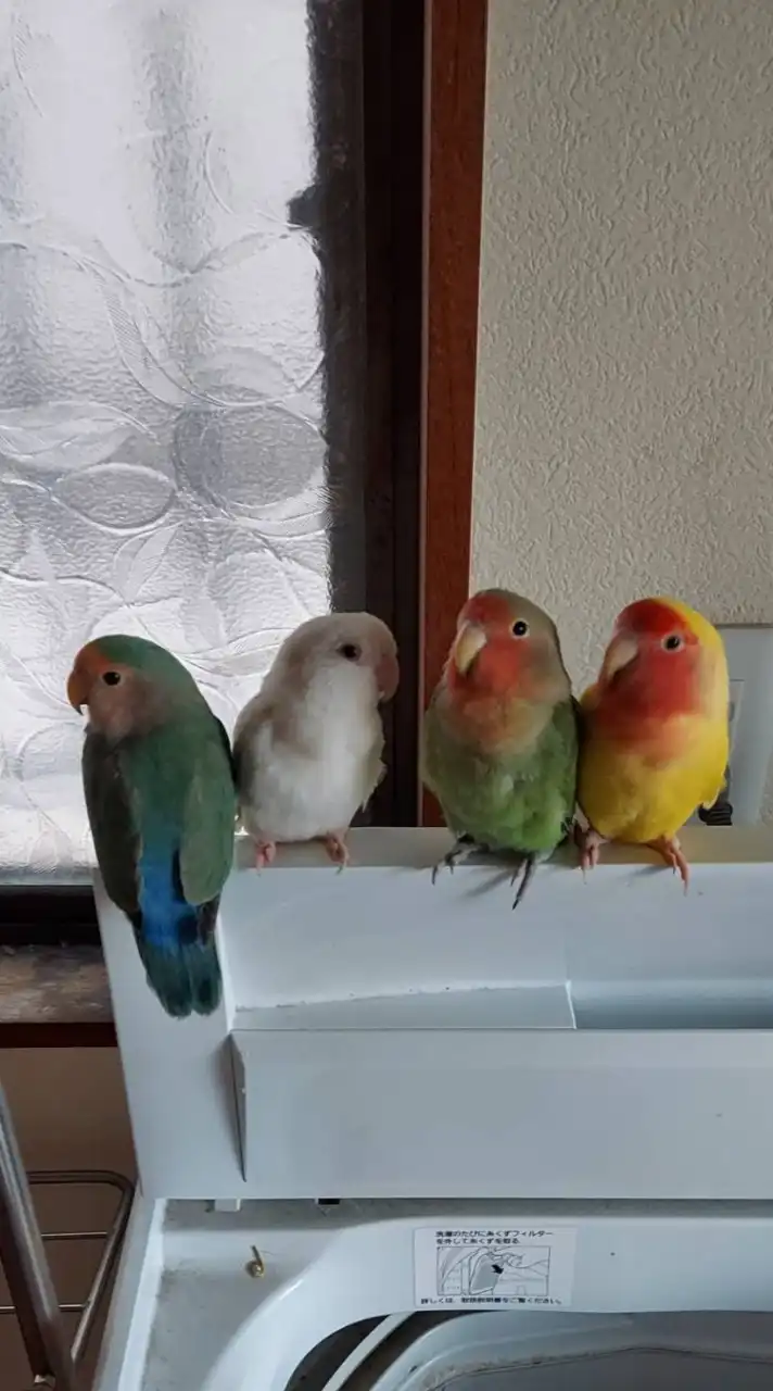 小桜インコファンクラブ