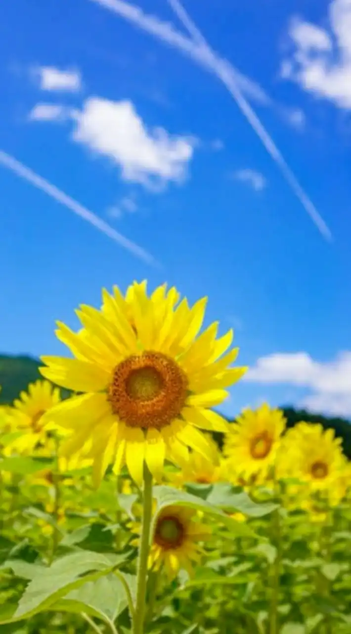 🎉✨Newｵｰﾌﾟﾝ✨🎉☘️マッタリ大人の休憩室🌼40代50代の想い🌼