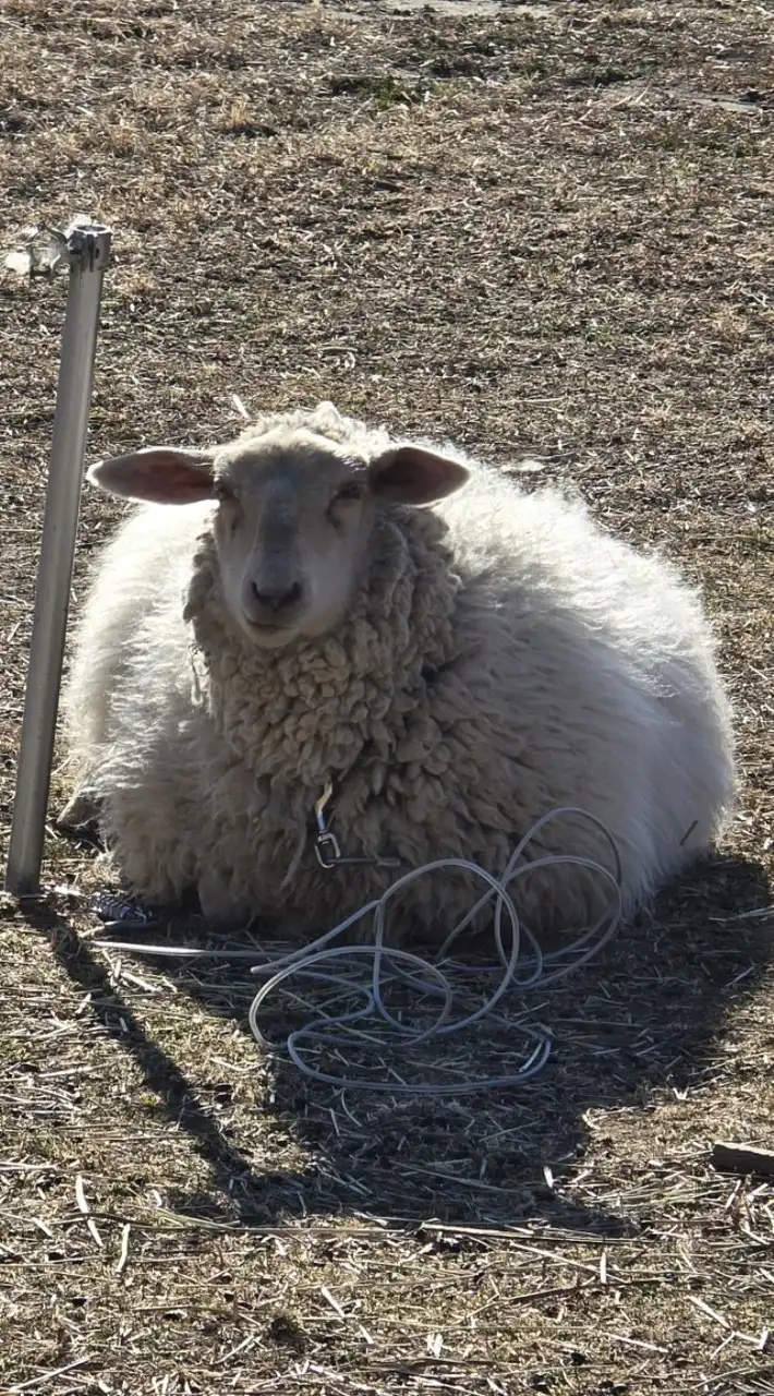 ばべこ動物園