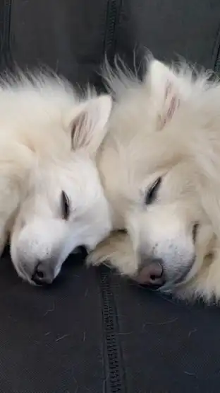 壁紙争奪用写真投稿部屋（🐶ワンワンッ！🐶）