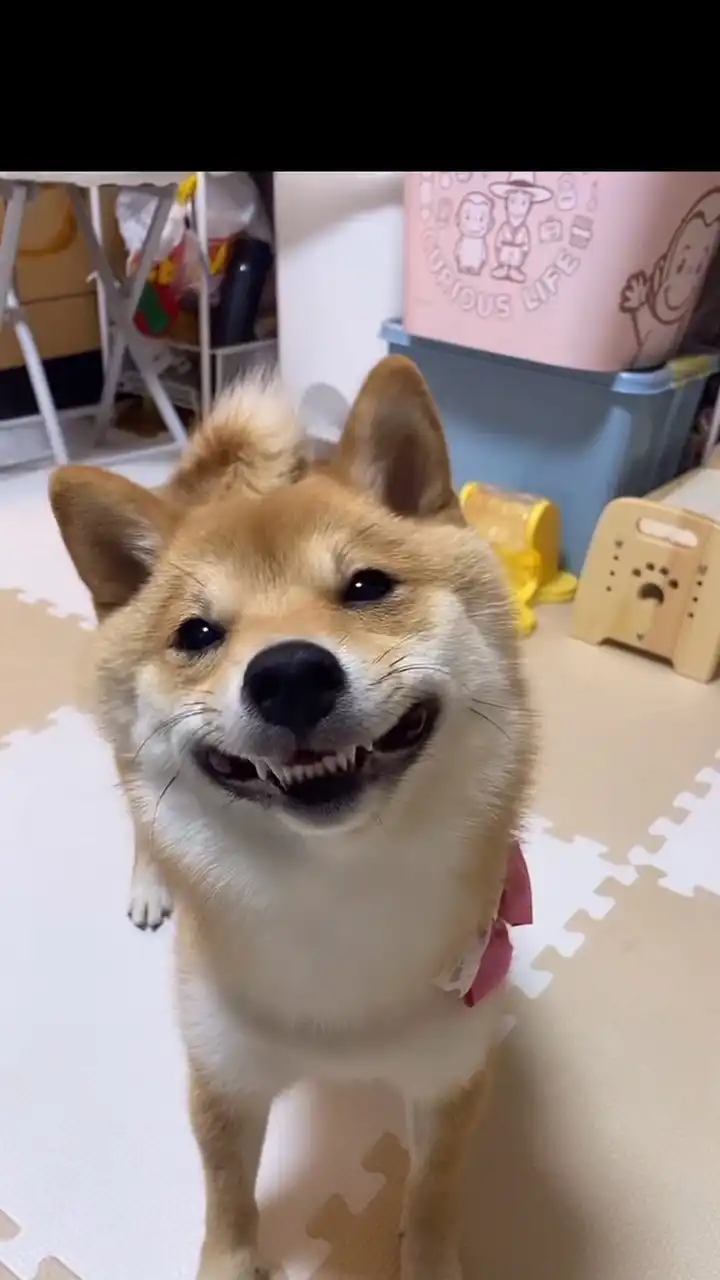 コッペパンはな🐕🥖