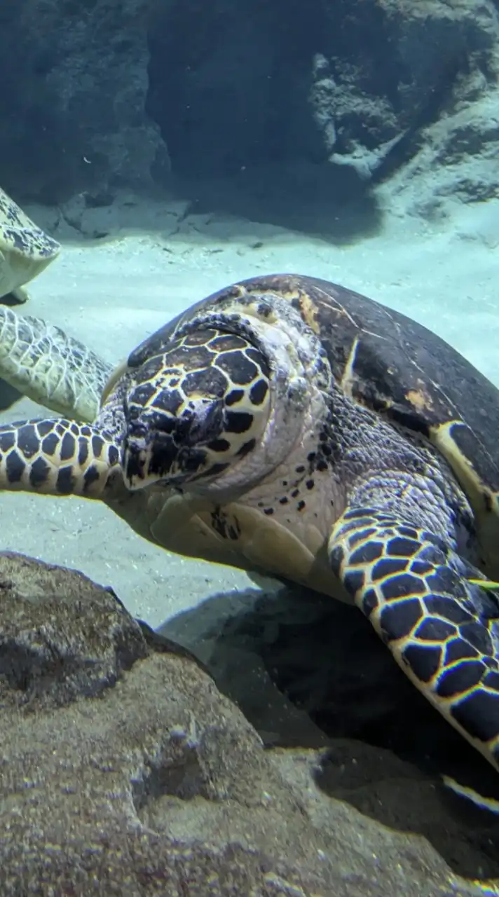 〜生き物好きで、生き物を語ろうの会〜　「小中学生限定」