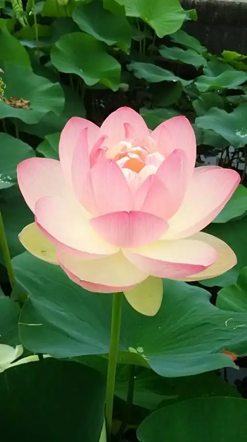 本質へ還る🌏スピリチュアル