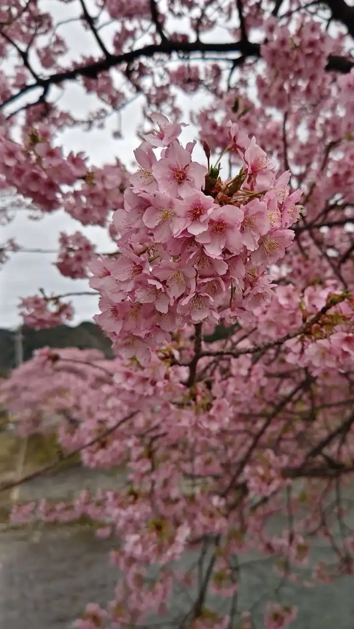 ✨🌸札幌近郊🌸✨仲間作り🌸お食事会🍽️呑み会
