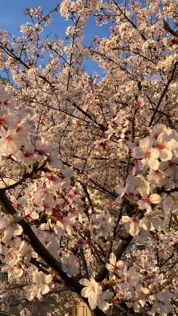 関西学院大学いけばな部2025年度新歓用オープンチャット🌸
