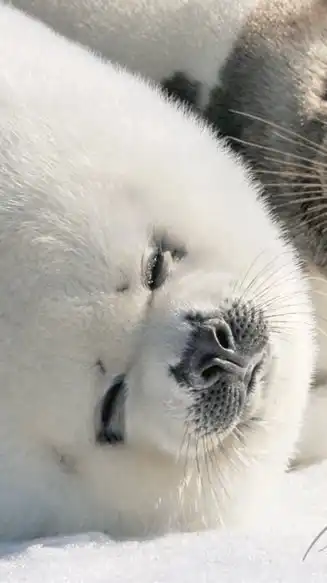 アザラシ幼稚園