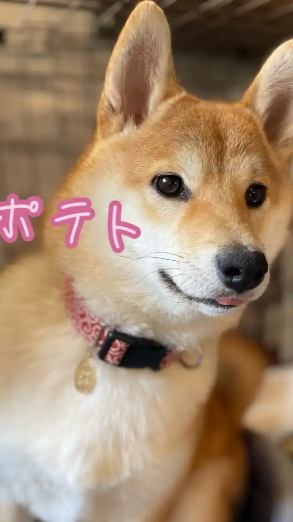 歯磨き柴ポテト🍟🐕 ͗ ͗