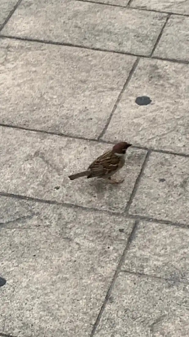 ただの雑談部屋