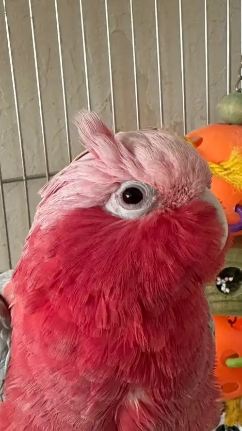 ちあたんファンクラブ🩷🩶🪽