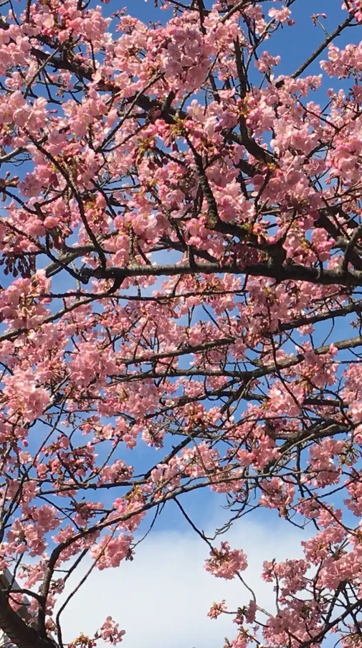 2025年千葉商科大学🌸新入生歓迎