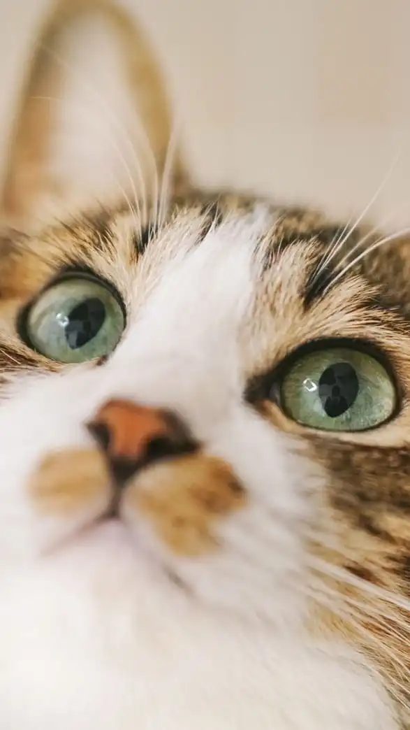 ねこさんず香川大学ねこサークル　2025