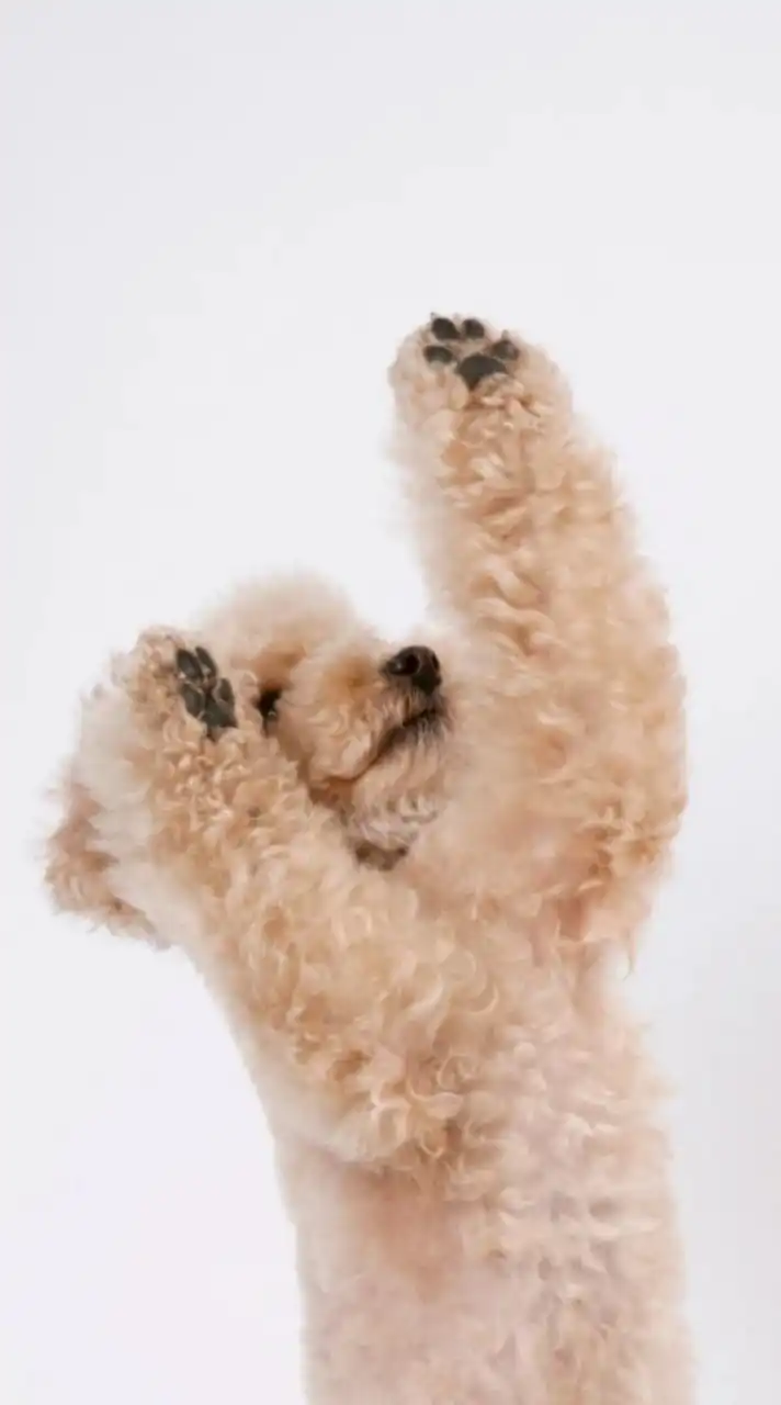 【愛犬との幸せな暮らしを🐾✨】ペット🐶と飼い主さんための情報コミュニティ