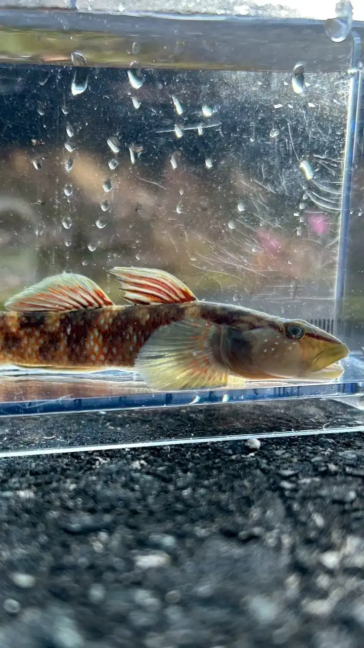 日本淡水魚大好き！！なオープンチャット