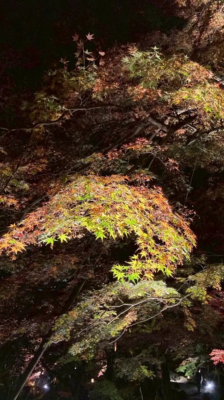 福岡市近郊ゆるーくの会