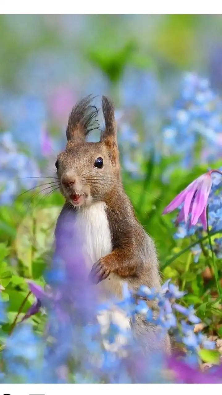 可愛い生き物の写真館　犬　猫　うさぎ　ペット　昆虫　爬虫類なんでも愛でよう
