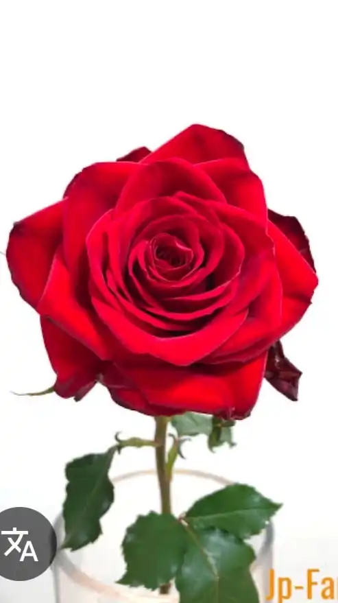 シングルアラフォー以上のお部屋🌹