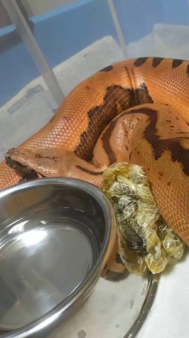 両性類爬虫類のお部屋