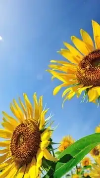 🌻40代R∞M🌻同世代の楽しい雑談🌻アラフォー🌻ライブトーク🌻素敵なオフ会🌻