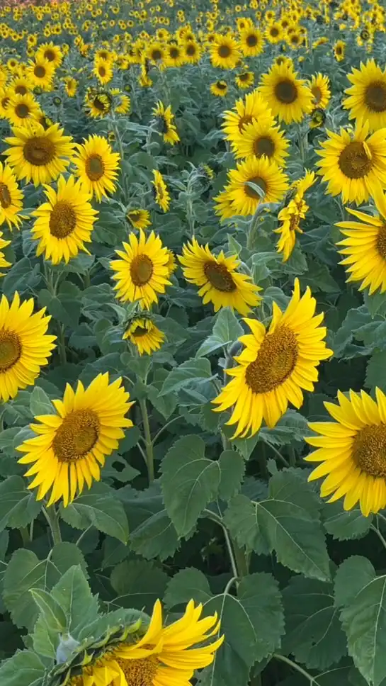 🌻大人のトークで大輪の花を咲かせちゃお〜（30代～50代MAX）のroom🌻