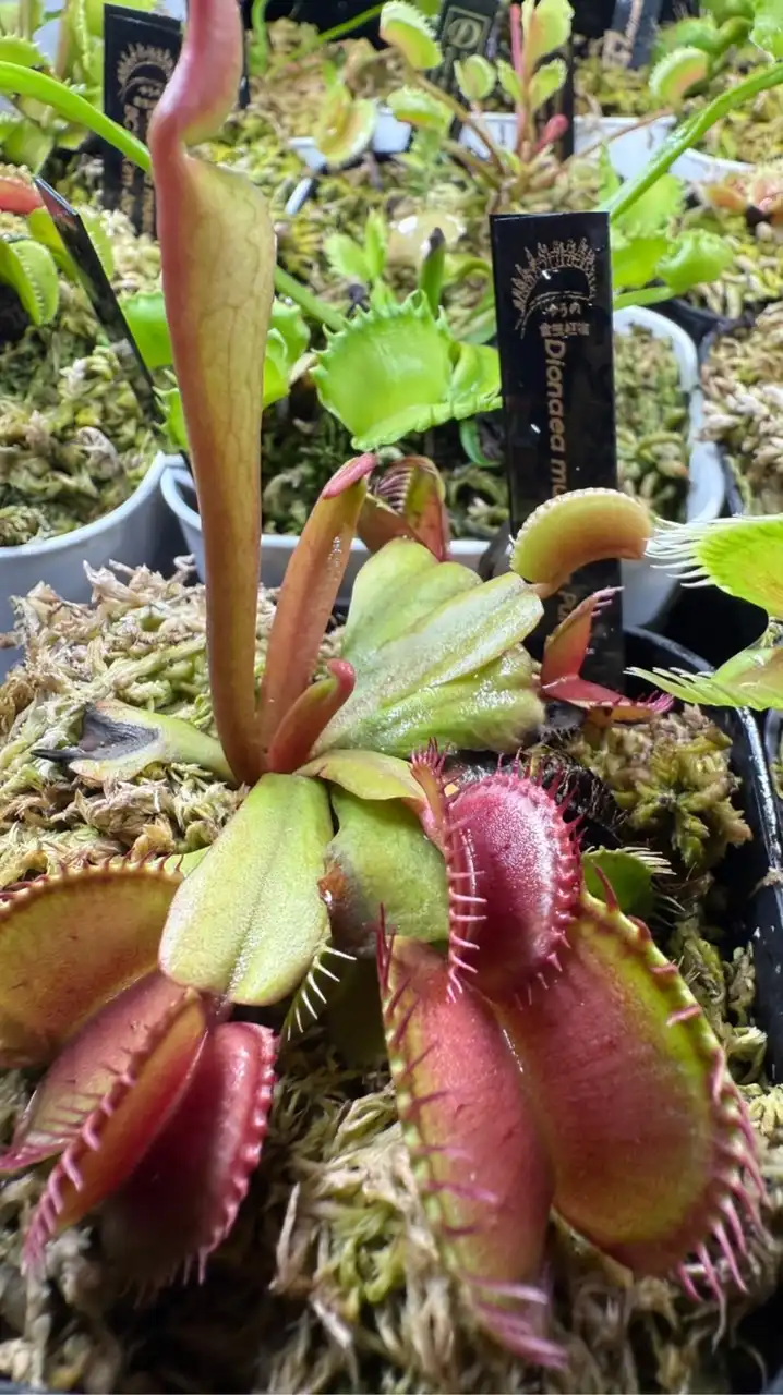 九州食虫植物愛好会