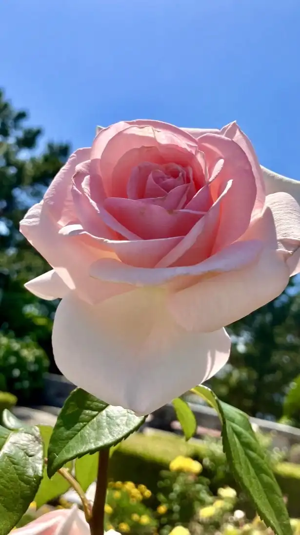 お出かけ神奈川🌹東京散歩、cafe＆花散策