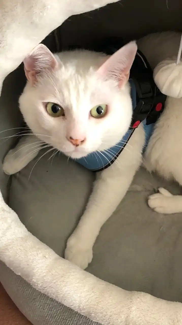 TEMUとSHEINの相互部屋🧡
