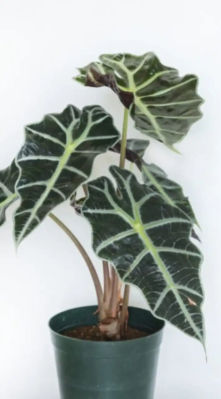 🪴観葉植物に失敗した事あるけど好きな人🪴