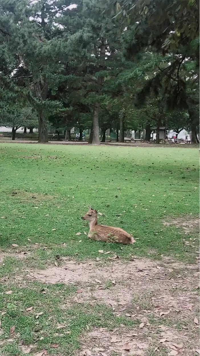 奈良県🦌20〜40代