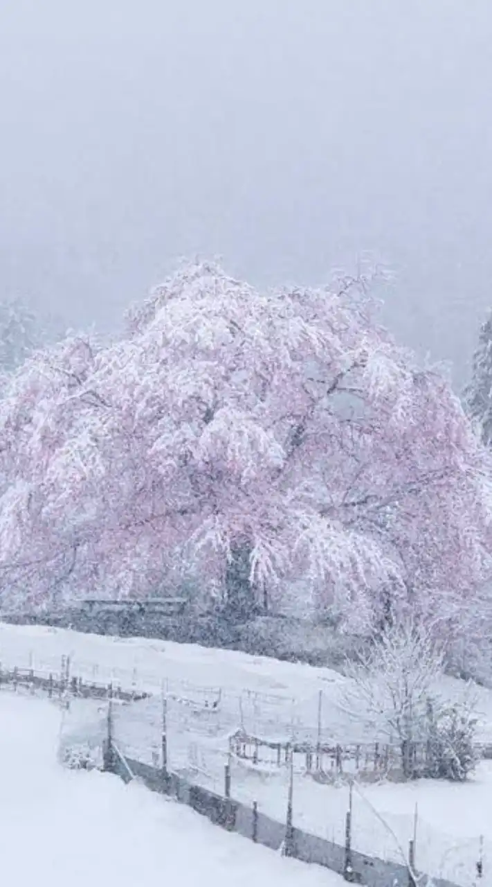 桜雪♡全緩夢ハント