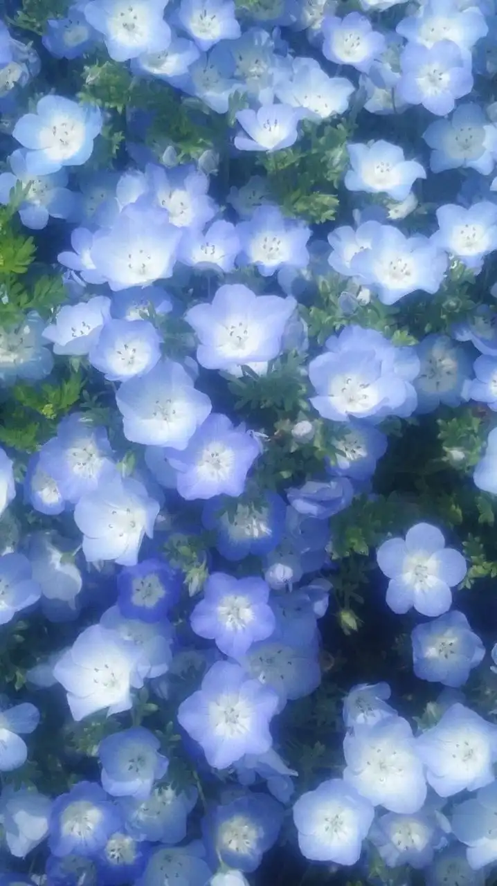 虜