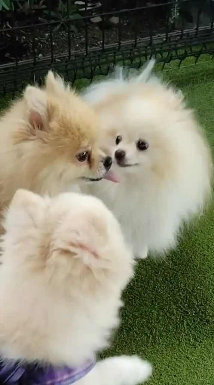 ポメラニアン飼い主さん💝集まれ🐶