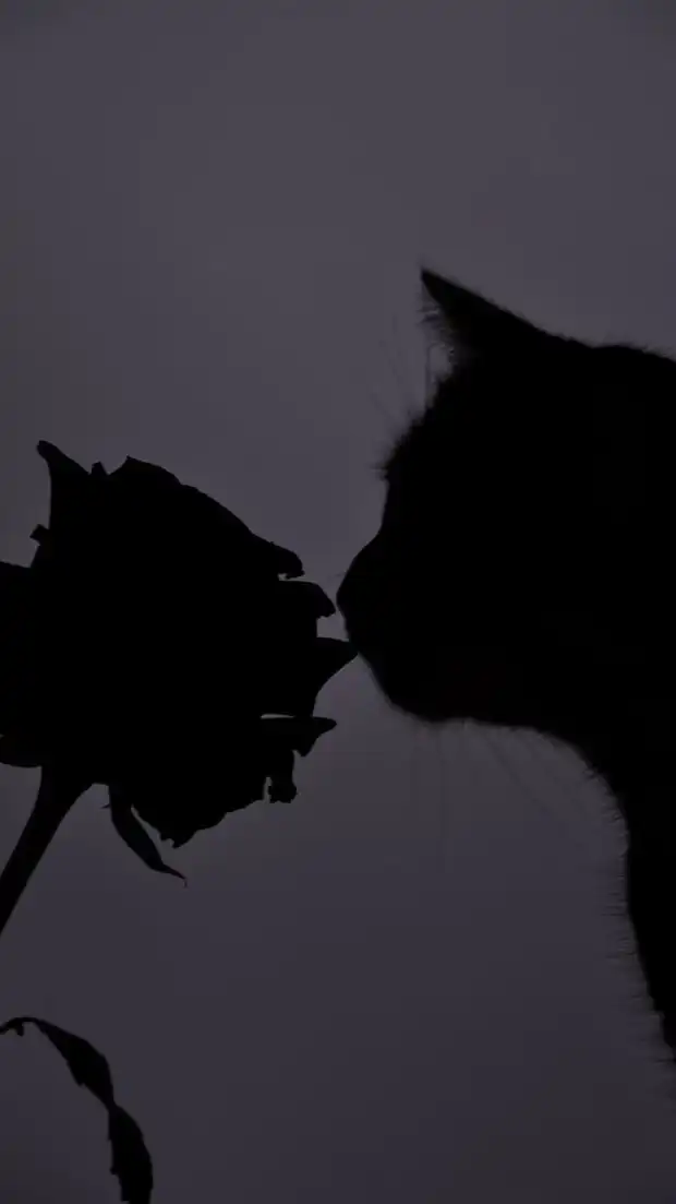 猫耳生えちゃった　¿?　⌒　HQ固定
