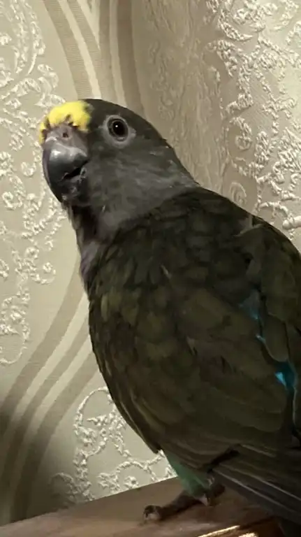 【飼い鳥】遺伝の話、繁殖、発情抑制などお話コミュ