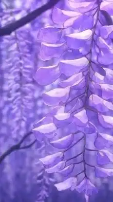 鬼滅の刃￤也  ❃ ⸝⋆ ˎˊ˗　