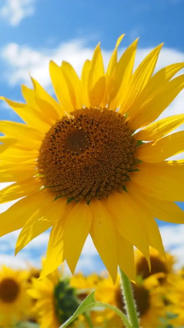 🌻40代R∞M🌻同世代の楽しい雑談🌻ライブトーク🌻アラフォー🌻素敵なオフ会🌻