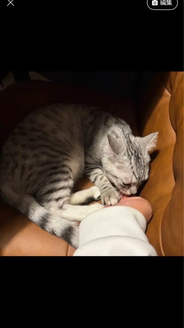 恋バナ・雑談しよ！？家族ごっこ