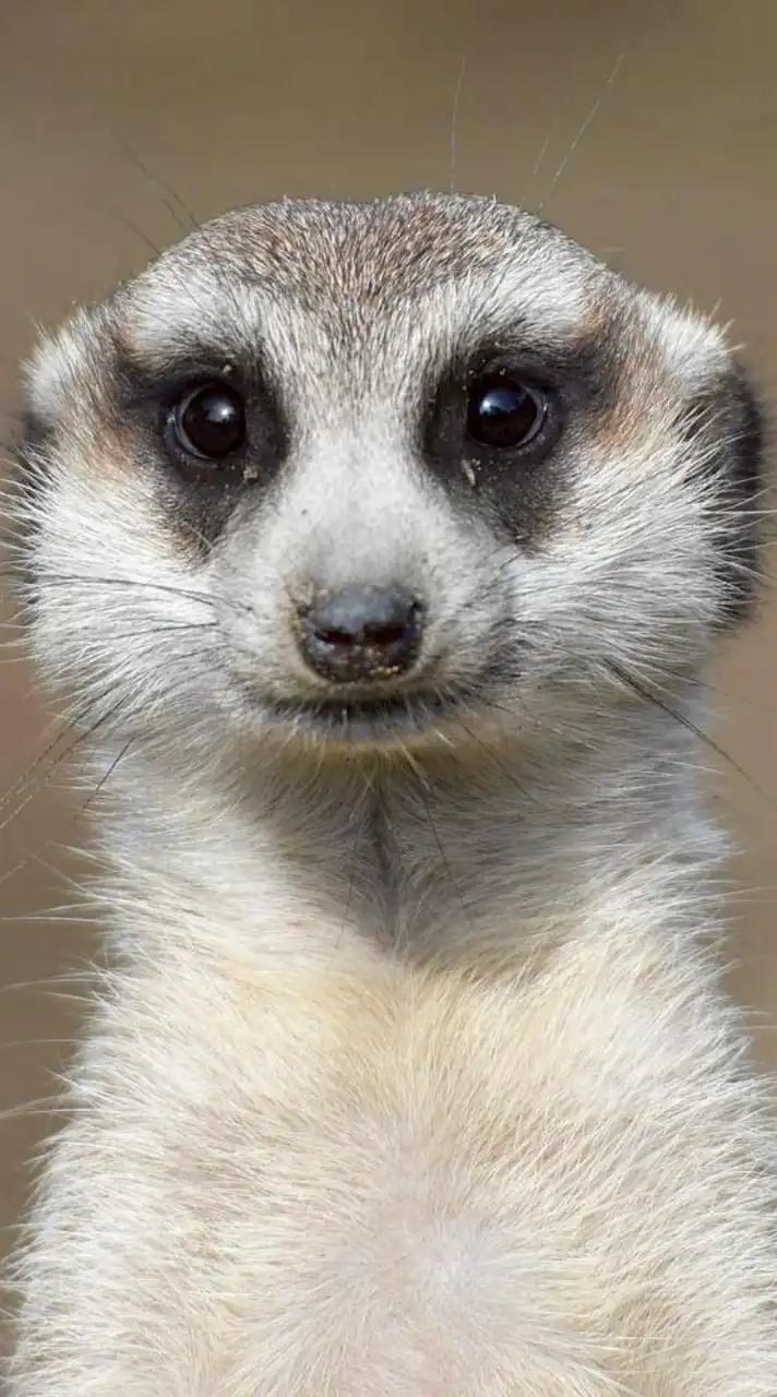 ヒューマンバグ大学について語ろう！