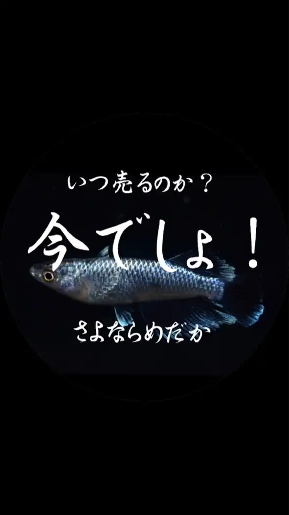 売るなら今でしょ！さよならめだか