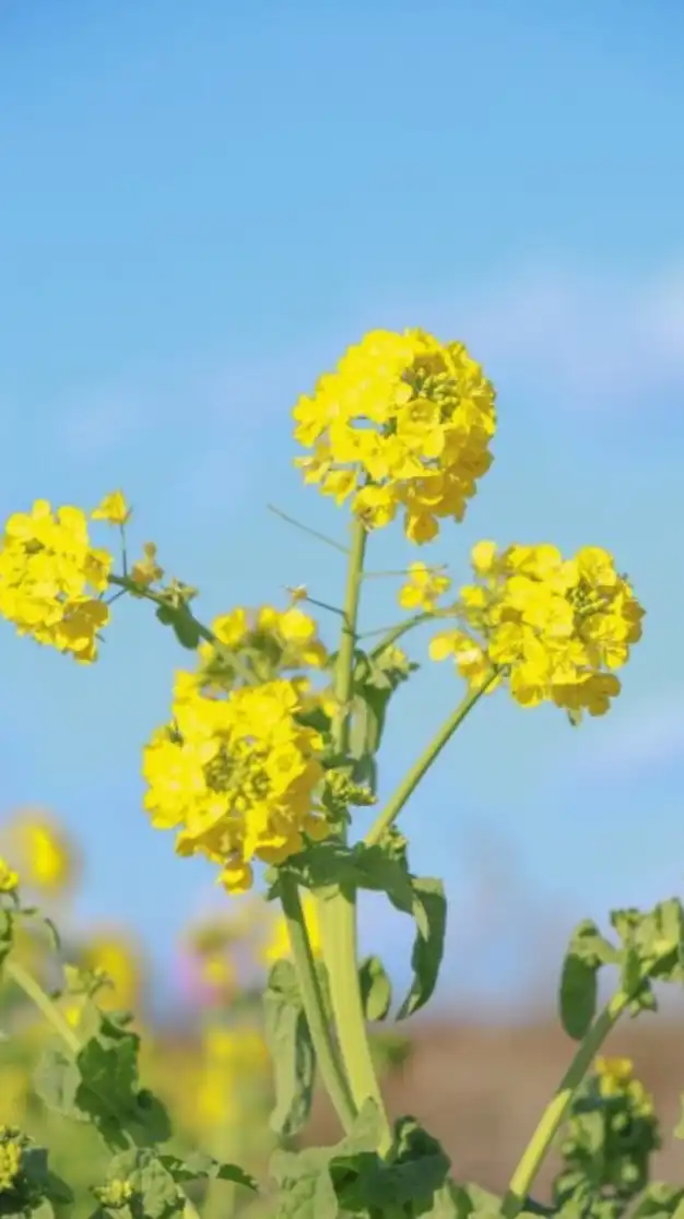 🌻菜の花畑🌻愉快な仲間たち🌻