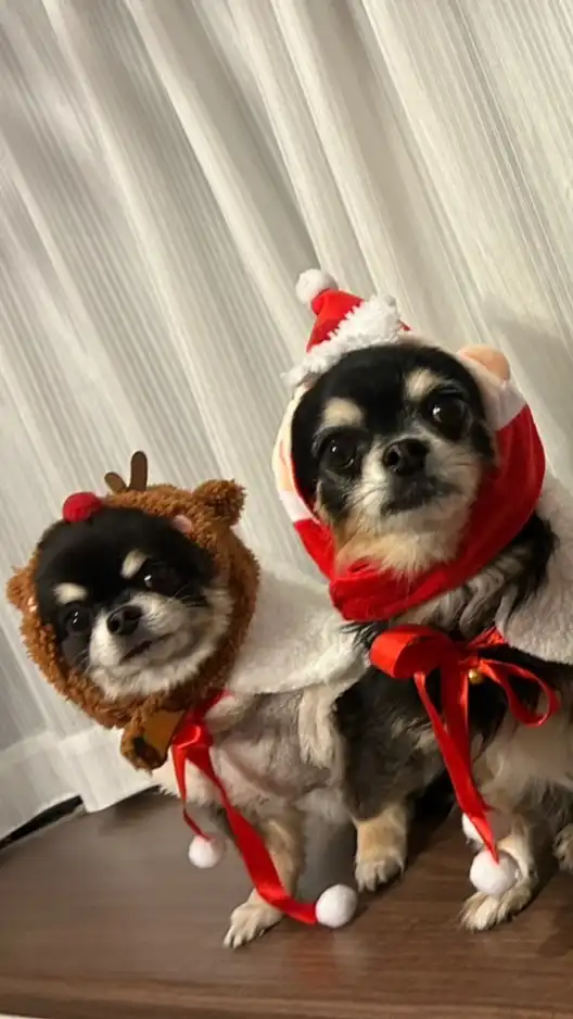 💙🐶チワワのちゃむこて🐶❤️