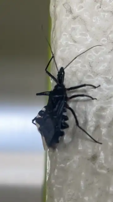 害虫駆除　害獣駆除　消臭　除菌