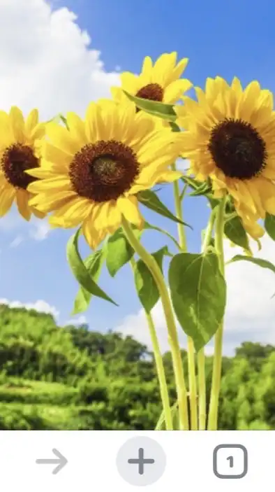 【 北九州界隈 🌻 】 20代〜50代まで幅広くメンバー募集‼️チャットやオフ会通じて人生に活力を🍺😊