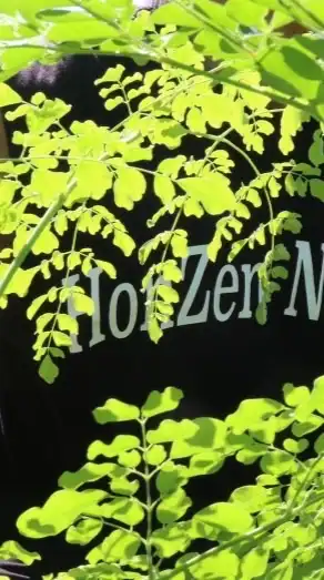 日本一のモリンガ農家目指してます‼️（本然農園）