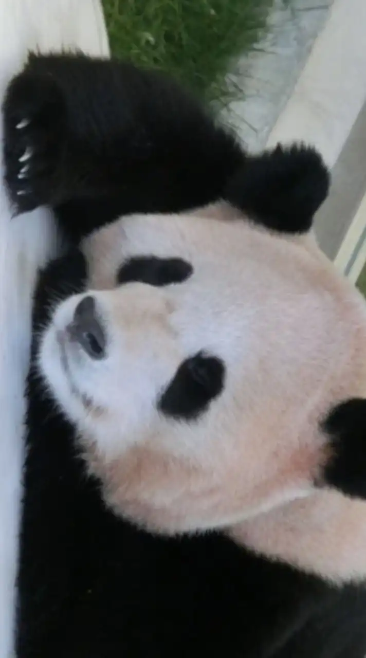 🌷.*おしゃべり民 🐼 楽しく仲良く🌷.*