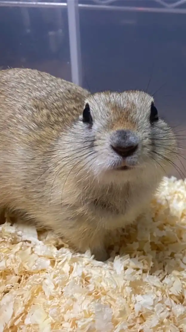🐭ねずみ沼へようこそ🐭