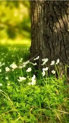 50代～70代シニアが集うお喋りの森🌳🍃