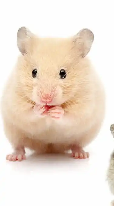 ハムスター飼いさんの情報交換所！🐹